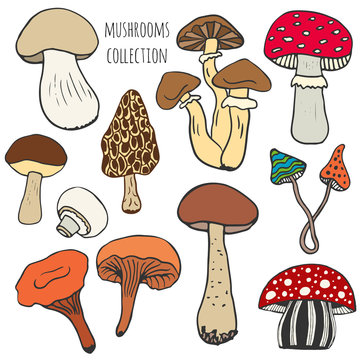Hand drawn mushrooms collection in color. Edible and fungus mushrooms doodle  skethes vector set