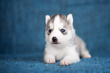 Fototapeta premium A beautiful Husky puppy with pretty blue eyes on a blue background.
