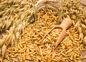 oat grain on canvas closeup