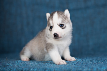 A beautiful Husky puppy with pretty blue eyes on a blue background.
