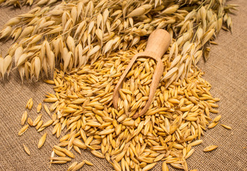 oat grain on canvas closeup