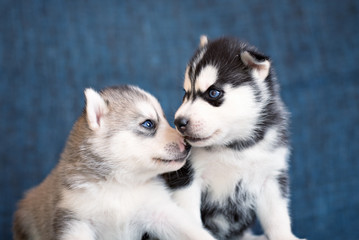 Husky puppies on a blue background