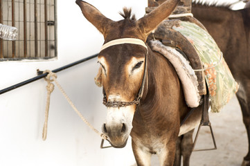 Donkey in Lindos, Greece