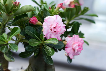 The beautiful plants of Thailand