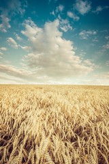 wheat and clouds - 88478228