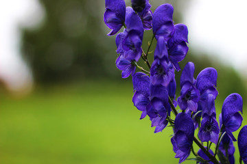 aconite flowers on a summer meadow