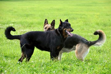 two dogs friendship, Beauceron dog and shepherd dog