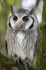 White faced Scops Owl perched in a tree.