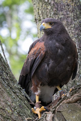 Harris Hawk perched in a tree.