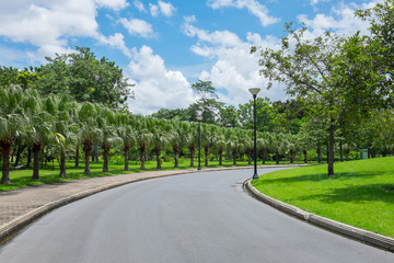 Fototapeta na wymiar Palm tree along side the road