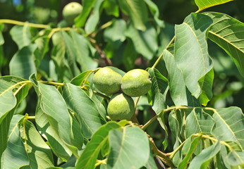 Walnut tree (Juglans regia) branch with fruit