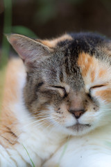 リラックスするのらねこ