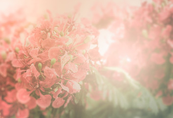Red Flamboyant flower background
