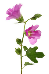 Alcea Rosea