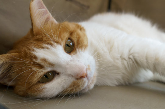 cat
