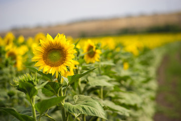 Obraz premium field of sunflowers at sunset