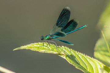 Gebänderte Prachtlibelle (Calopteryx splendens)