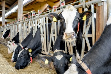 Blick einer schwarzbunten Milchkuh, K&uuml;he fressen Maissilage