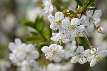 Cherry tree. White flowers blossom. Spring close up photo. Nature background.