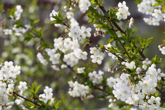 Cherry tree. White flowers blossom. Spring close up photo. Nature background.