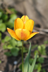 Spring Yellow Tulip Flower in the Garden. Close-Up Tulip on Stalk.