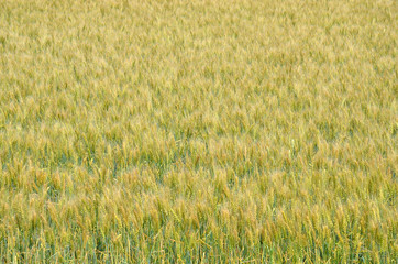 Close up ripe yellow field of wheat