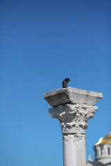 pigeon sitting on Part of a column of the Christian temple isola