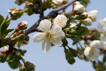 apricot flower bud on a tree branch with tree buds.