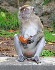 monkey with piece of coconut