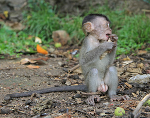 baby macaque nearly Batu caves