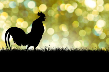 silhouette of Roosters crow on the lawn on green boken backgroun