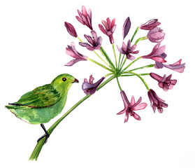 A watercolor drawing of a green bird on a branch of purple flowers