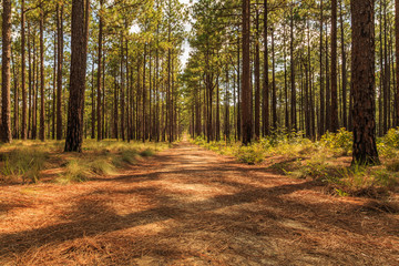 Pine Needle trail