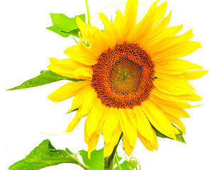 Obraz premium sunflower isolated