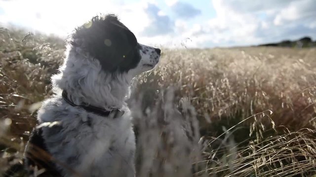 Bordercollie in einer D&uuml;ne