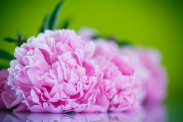 beautiful pink peonies