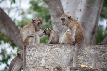 Thai monkey family in the Thai temple