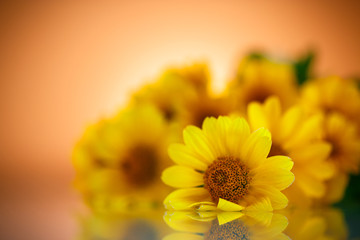 bunch of yellow daisy flowers