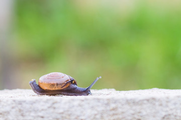 Snail on the concrete wall