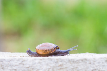 Snail on the concrete wall