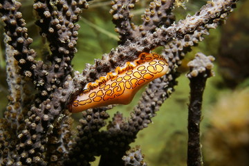 A  flamingo tongue snail on sea plume coral