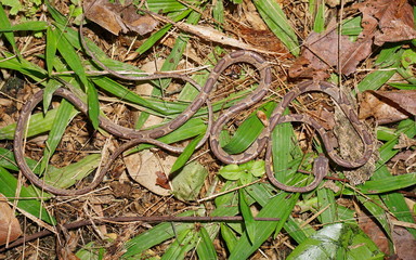 Blunt-headed vine snake