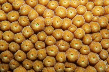 Obraz premium Close up of Great Star coral Montastraea cavernosa