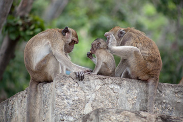 Thai monkey family in the Thai temple