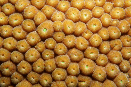 Close up of Great Star coral Montastraea cavernosa