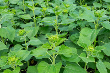 Young sunflowers blooming in summer