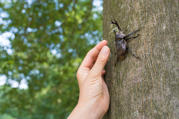 カブトムシを捕まえる手