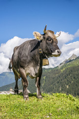 Kuh auf der Alm