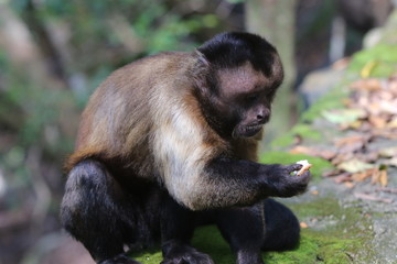 Guyane - Les Îles du Salut - Août 2015