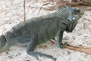 Iguane lizard portrait macro, close-up